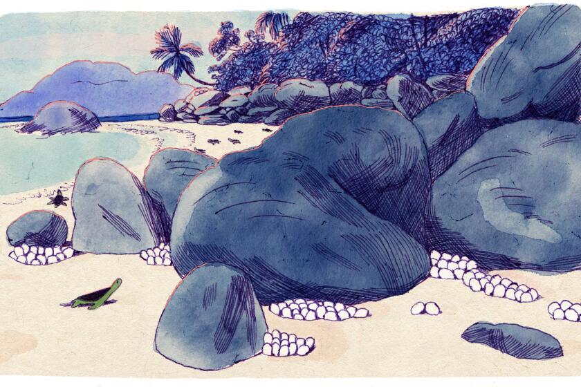 illustration of a baby sea turtle looking at eggs on the beach. Other turtles head for the sea.