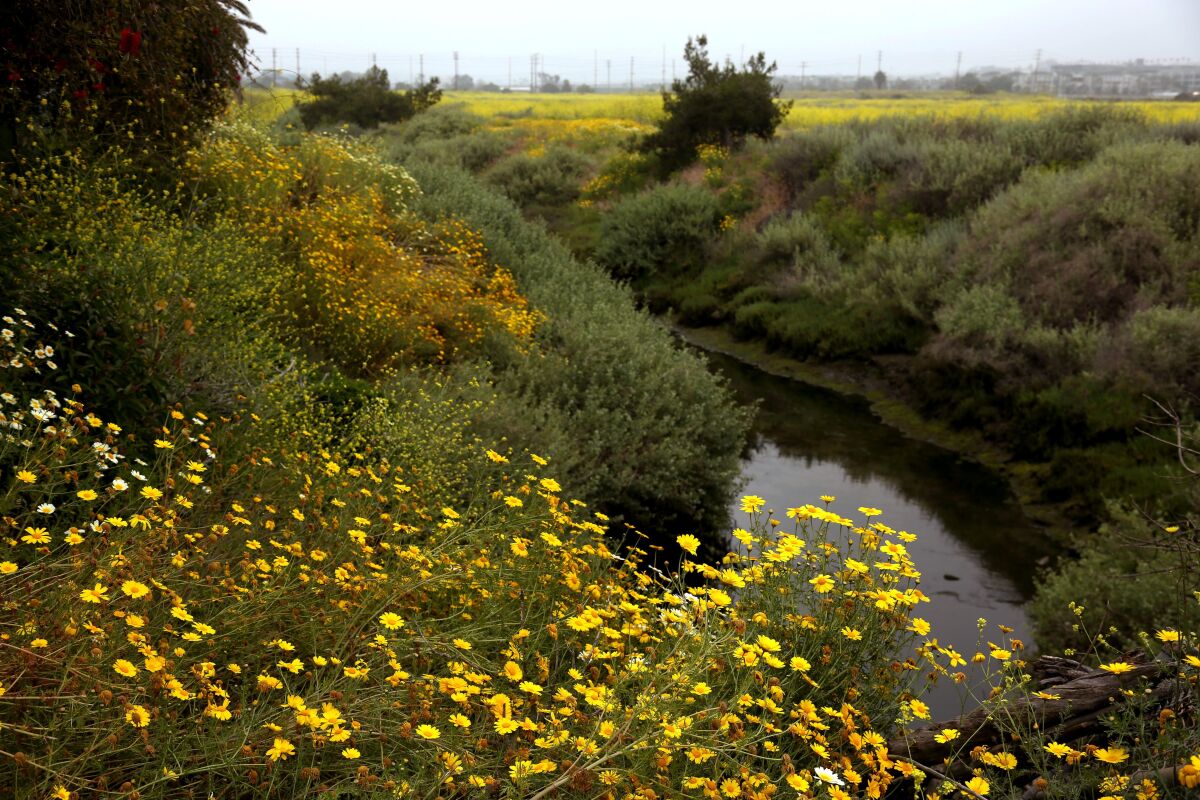 Shrubs and flowers flank a waterway.