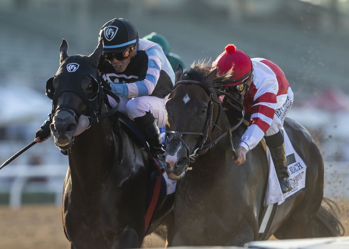 Omaha Beach (right) and Shancelot square off in the Santa Anita Sprint last month. Both horses will be running Saturday in different Breeders' Cup races.