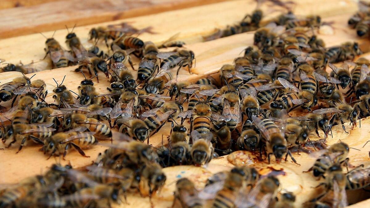 Bees gather around a hive. A Thermal man died after he was stung by a swarm of bees, his family said.