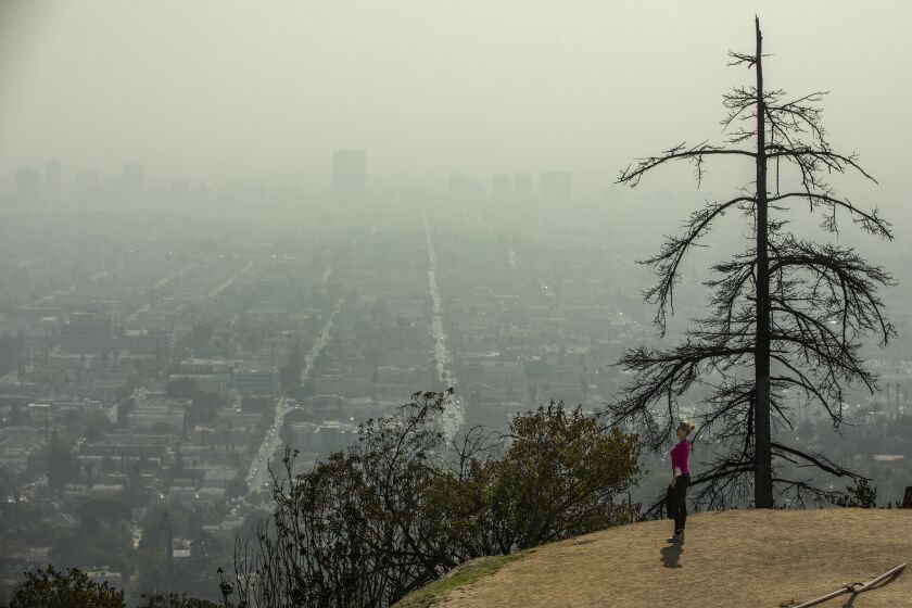 LOS ANGELES, CA - NOVEMBER 08, 2021: Valentina Kostenko of Los Angeles checks out the view from a trail located below the Griffith Observatory in Los Angeles, during a break from an afternoon walk. The South Coast Air Quality Management District on Saturday extended a mandatory prohibition on indoor and outdoor wood burning in much of Southern California through Sunday night due to a forecast of high air pollution in the area. (Mel Melcon / Los Angeles Times)