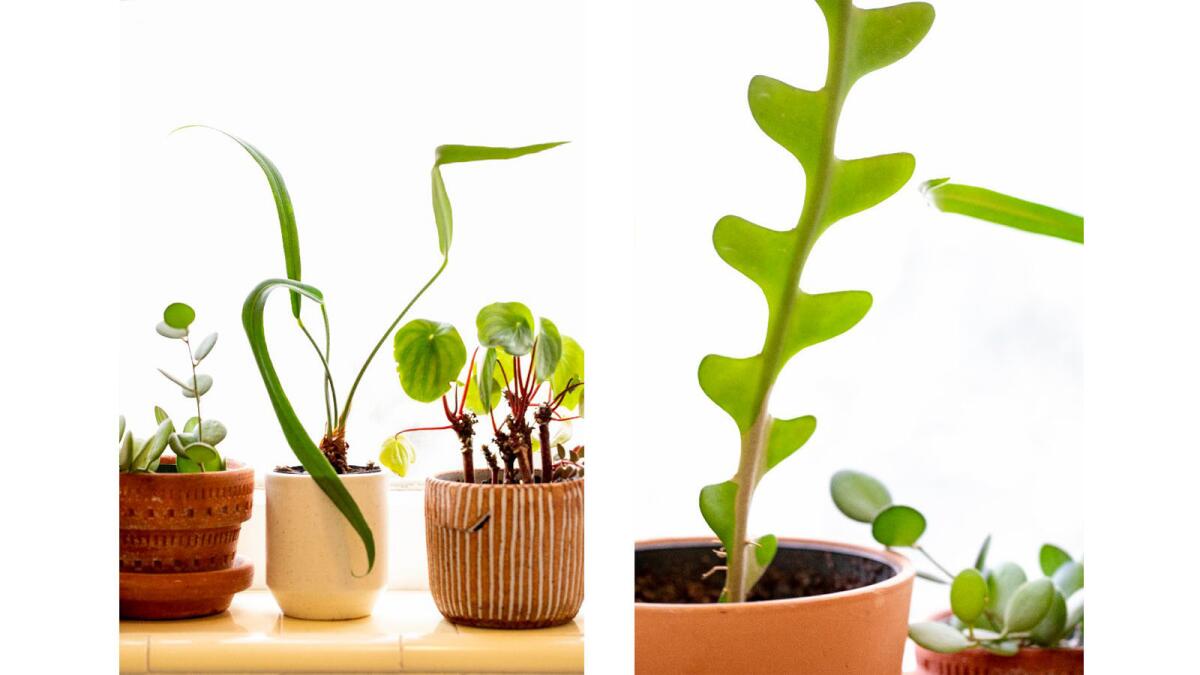 Potted plants include Xerosicyos danguyii, Anthurium ottonis, Peperomia argyreia and Selenicereus anthonyanus.