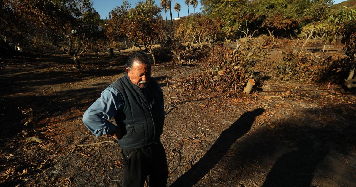Fire burned a quarter of Ventura County’s avocados. How one farmer hopes to rebuild