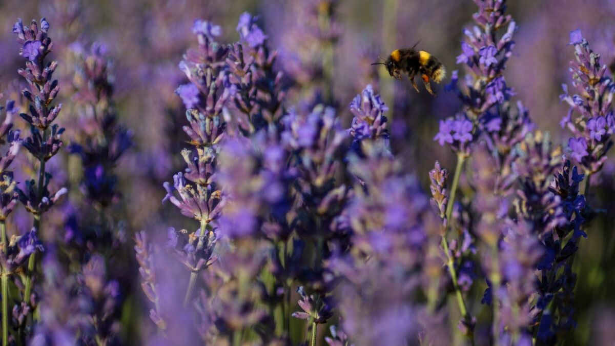 Lavender is a Mediterranean plant that survives long stretches of dry weather. (Jack Taylor / Getty Images)