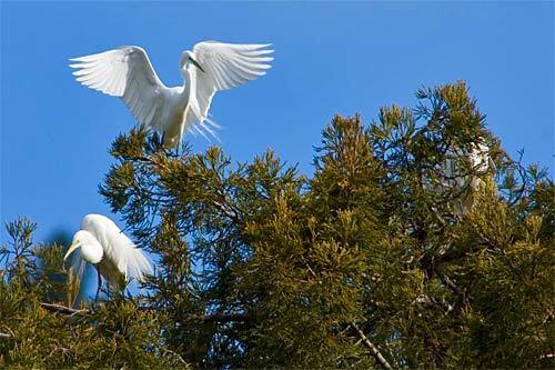 Wings flapping, a great egret comes in for a landing on a redwood at Bolinas Lagoon Preserve at Audubon Canyon Ranch. The preserve just north of San Francisco has become one of the West Coast's largest nesting grounds for great blue herons and great egrets.