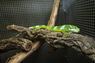 An iguana sits on a branch.
