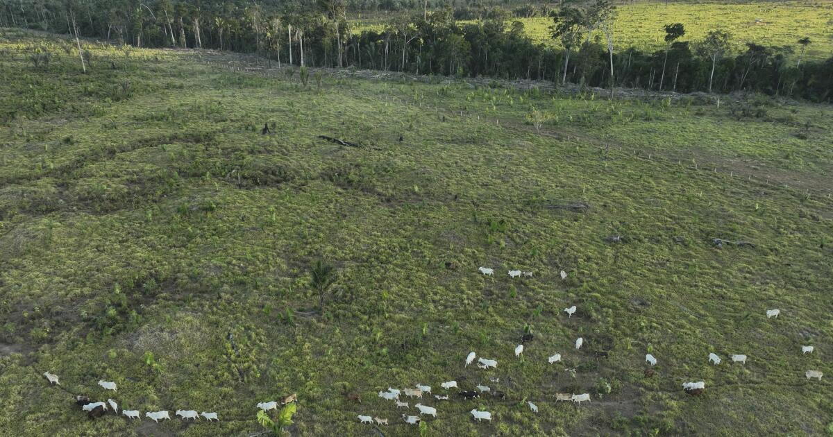 Brazil cracks down on illegal cattle, JBS among penalized meatpackers