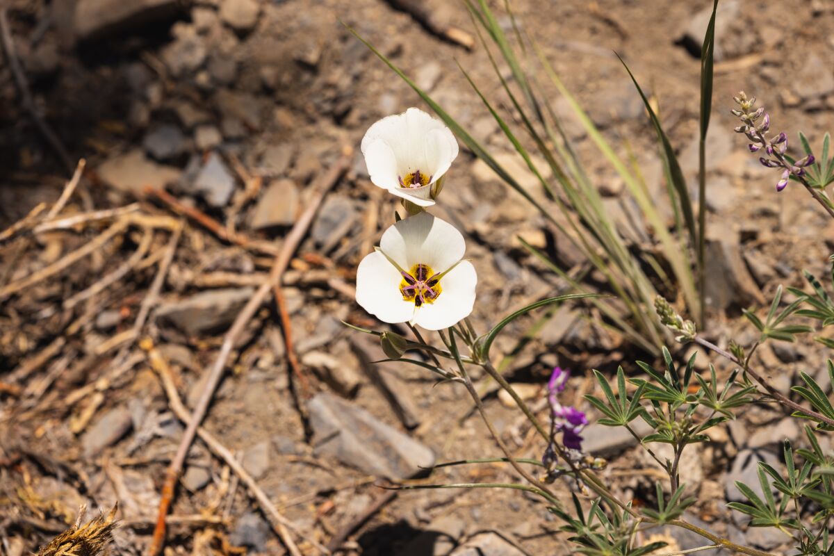 Closeup of tiny white flowers above bare ground.