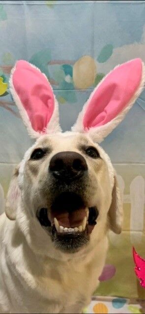 The Easter Bunny has nothing on the Labrabunny, Alison Donald.