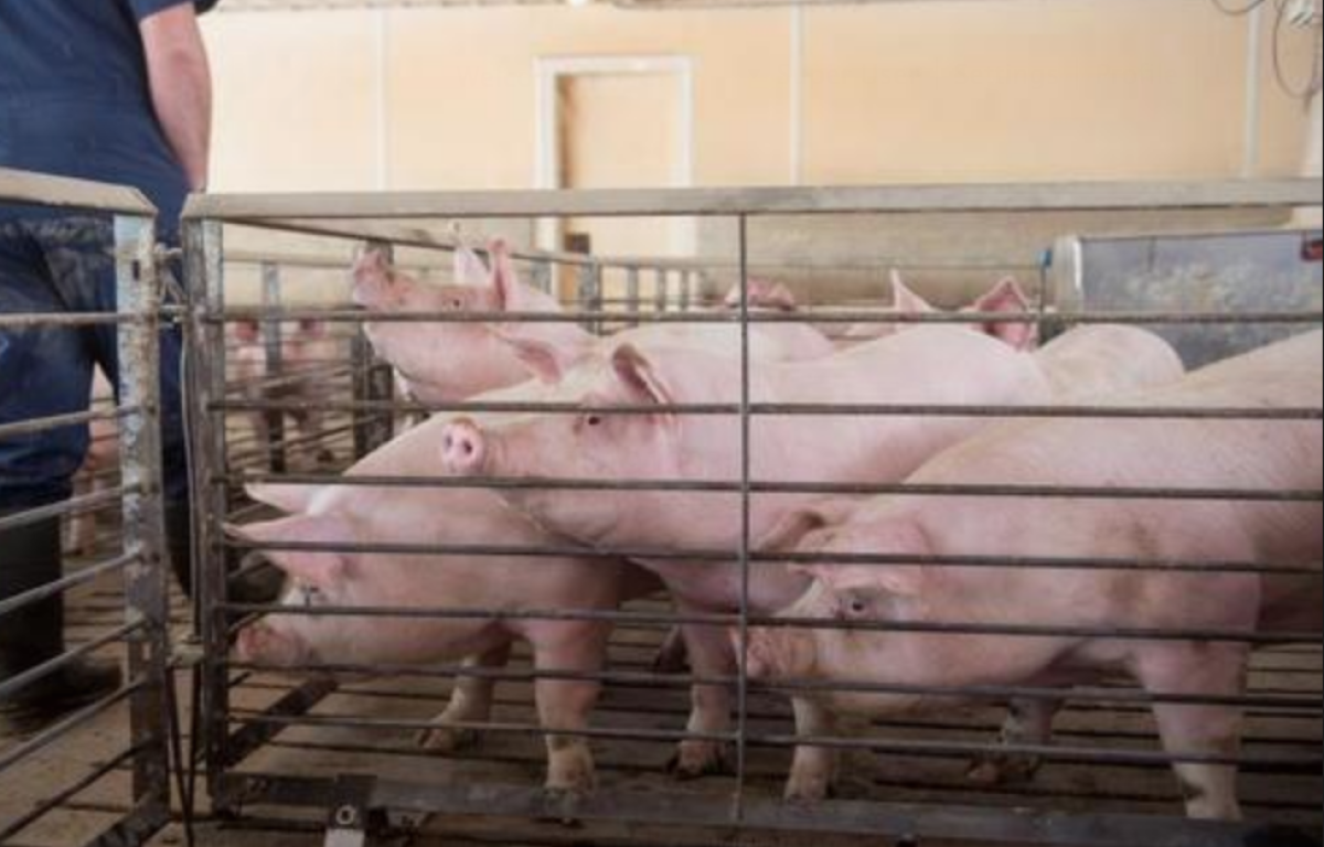 Fotografía de cerdos en edad de sacrificio, el miércoles 4 de abril de 2018, en una granja de Clear Lake, estado de Iowa (EE.UU.). EFE/Craig Lassig/Archivo