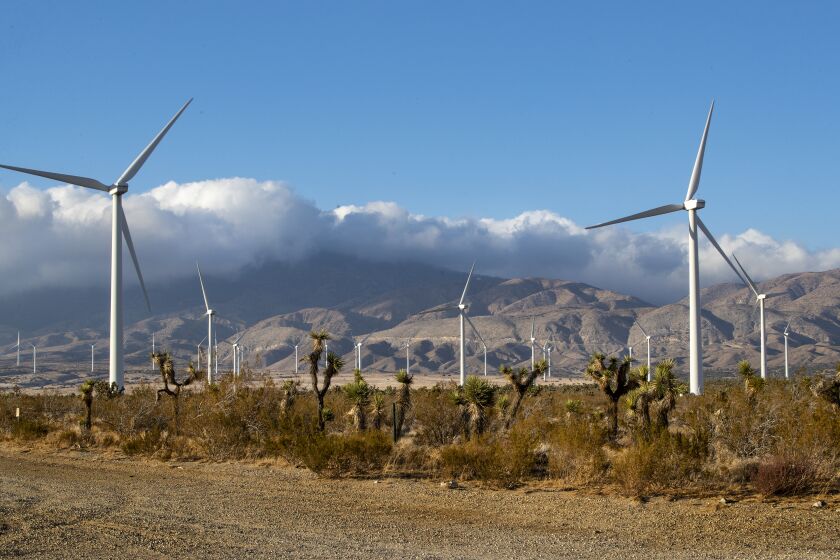 ROSAMOND, CA - FEBRUARY 16, 2021: Joshua trees dot the landscape against a backdrop of Manzana's wind turbines near the Tehachapi Mountains on February 16, 2021 in Rosamond, California. Federal wildlife officials are allowing Manzana, a private wind company, to provide funding to rear critically endangered California condors to replace any killed by its turbines. Condors fly through this area at the Tehachapi Mountains as a corridor to the Sierra Nevada range.(Gina Ferazzi / Los Angeles Times)