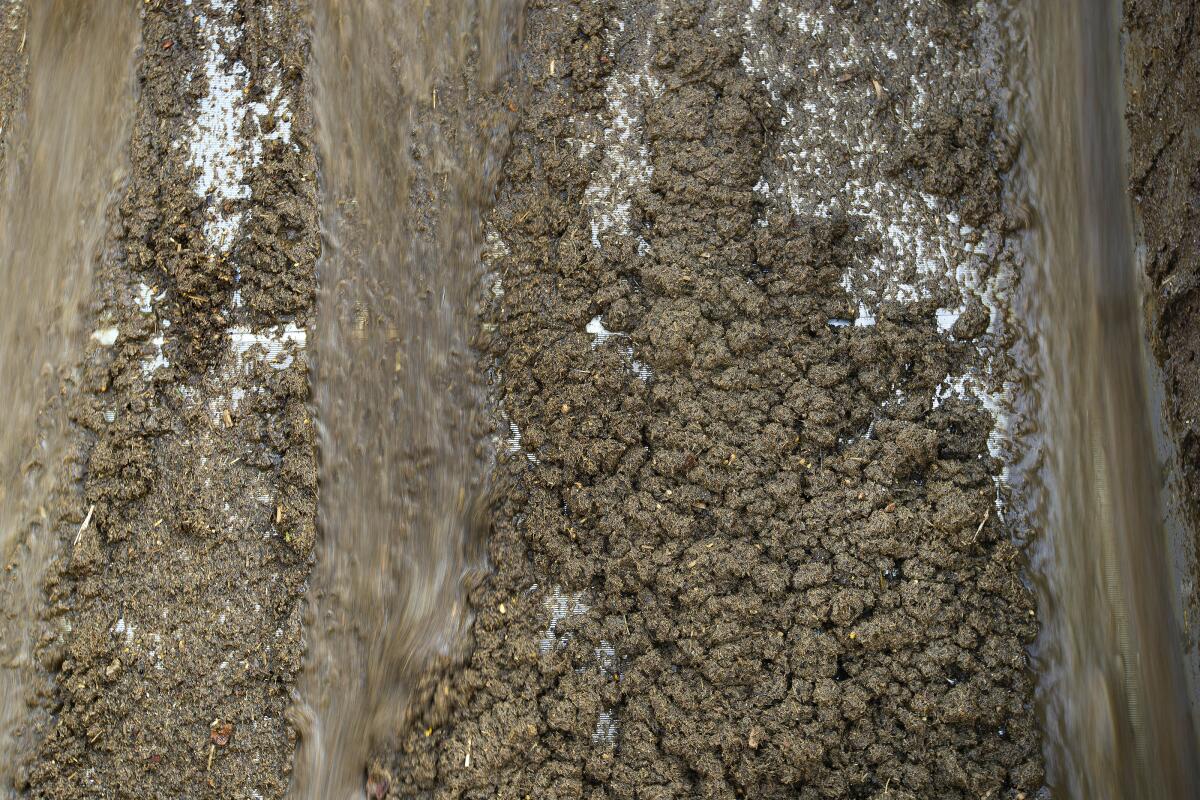 Cow poop oozes down a mechanical separator