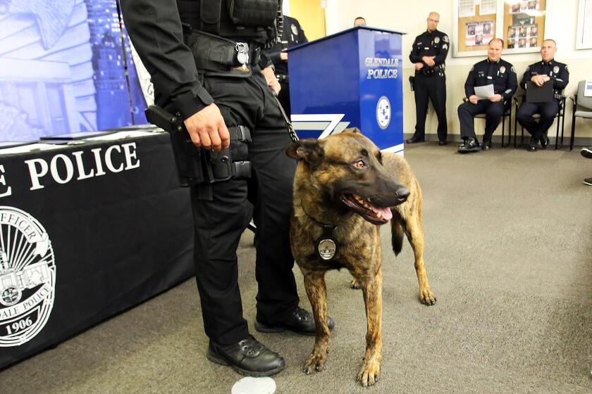 Glendale Police Officer Paul Shubunka introduces the new K9 Mike, a three-year old Dutch Shepherd during the Glendale Police Department's promotion and swearing in ceremony at the Glendale Police Department in Glendale, Ca., Thursday, September 12 , 2019. (photo by James Carbone)