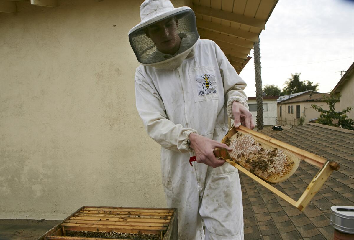 Beekeeper Rob McFarland inspects his beehive, which he has kept on the roof of his Los Angeles house for the past three years.