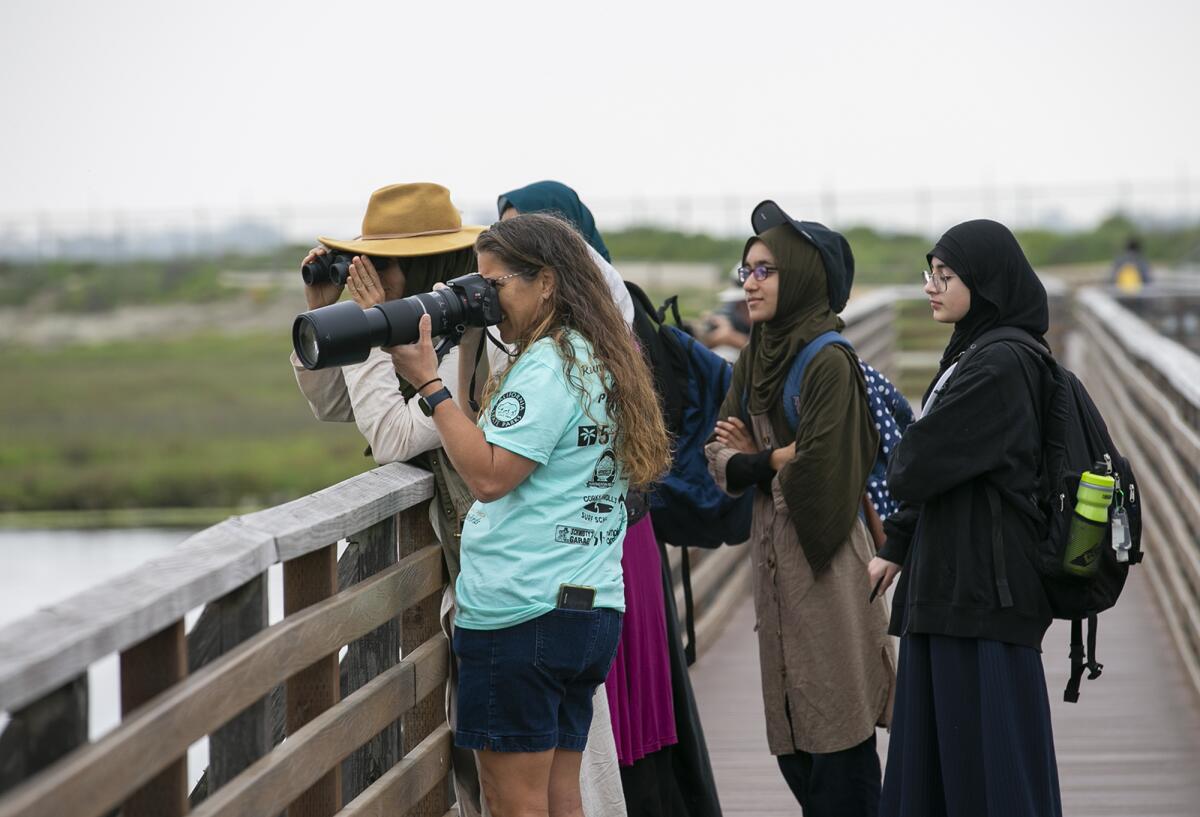 Cat Navetta takes a photo of a Ridgway's Rail bird at the Bolsa Chica Ecological Reserve on Wednesday.