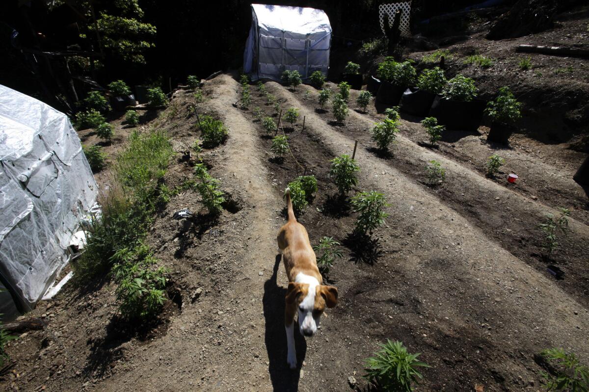 A dog patrols marijuana plants growing in Shelter Cove in Humboldt County, the center of California's marijuana outback. Water quality control boards around the state have begun cracking down on practices that affect local water supplies.
