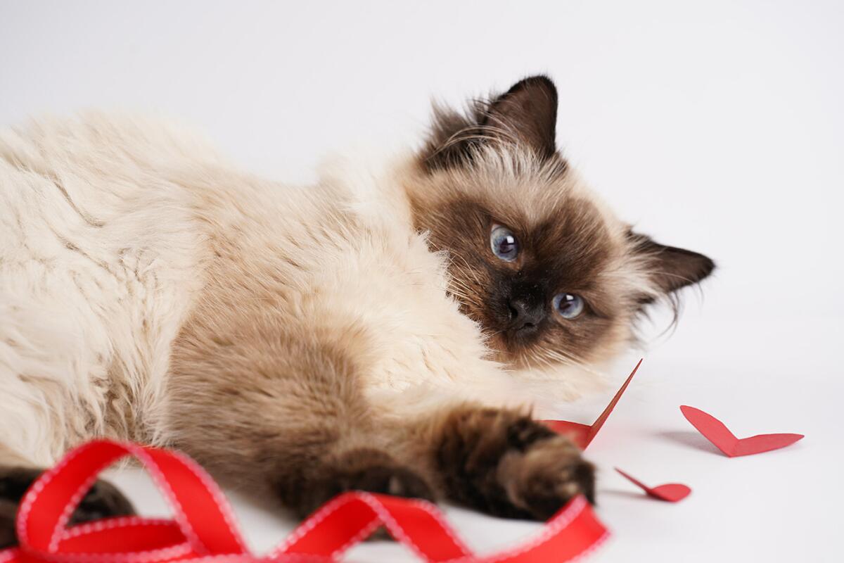 Ragdoll Cat Overview: Appearance, Behavior, Size, and Daily Care - Los ...