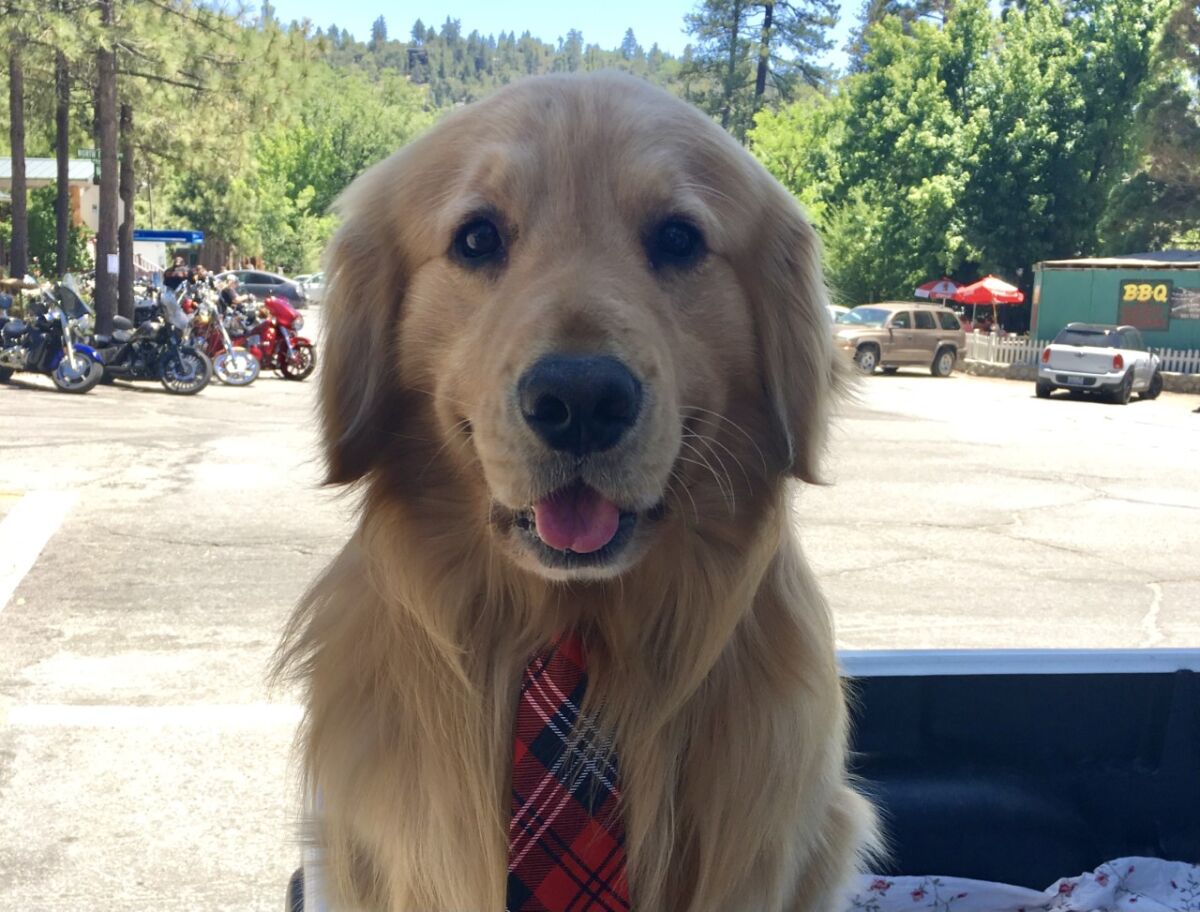 A dog wearing a tie