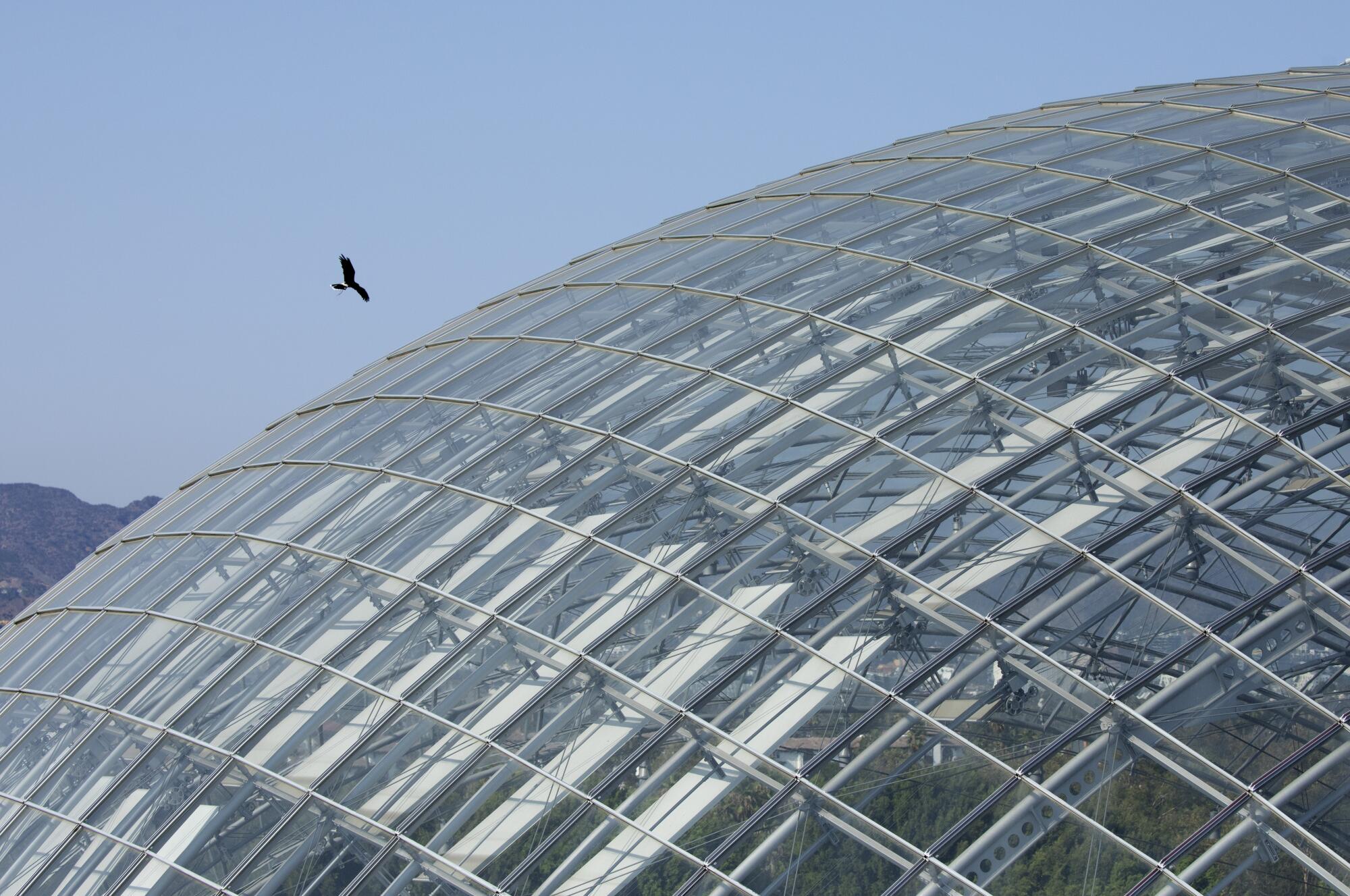 A hawk flying over a domed building.
