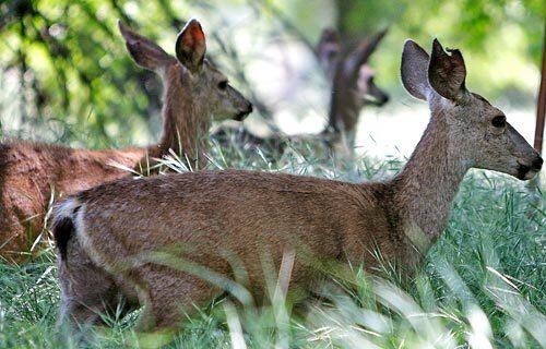 A coalition of environmental groups and developer Tejon Ranch Co. have agreed on a landmark plan to conserve 90% of the largest chunk of privately owned wilderness remaining in Southern California. Here, deer graze in spring grasses on a portion of the 270,000-acre ranch.