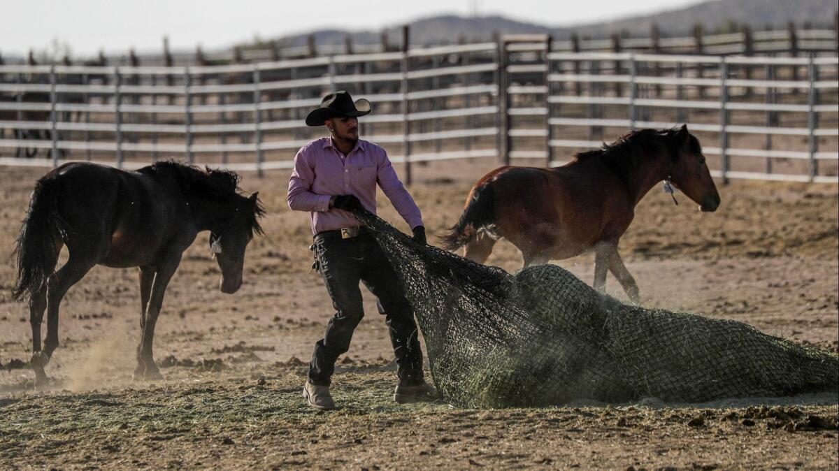 Horses maneuver around a worker at Ridgecrest Wild Horse and Burro Corrals on Monday.