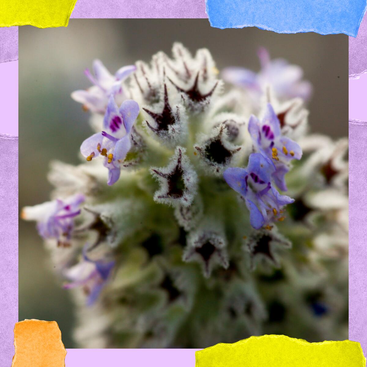 Closeup of a plant with tiny purple flowers.