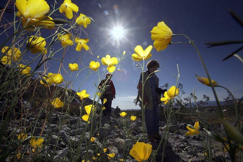 Week in photos - wildflowers in Anza-Borrego Desert Park