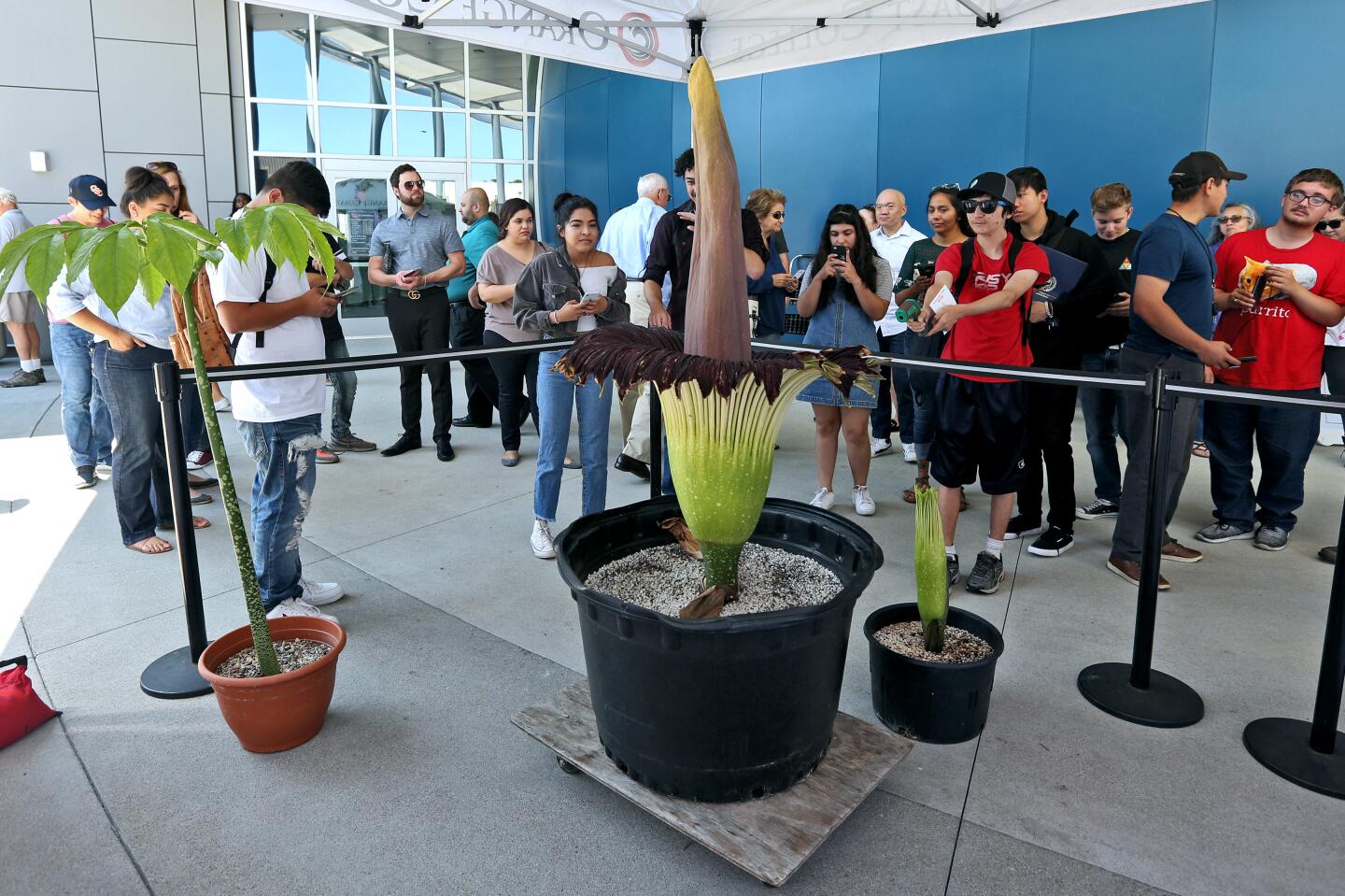 People gather to see a rare Inflorescense “Corpse Flower,” Amorphophallus titanium, which opened last night and is giving an pungent odor, at Orange Coast College in Costa Mesa on Friday, Aug. 16, 2019. The flower will close in 24 to 48 hours. The compound leaf form, at left, is what the plant looks like most of the time. This plant came from the Huntington Botanical Gardens in2006 as a small plant corm, or root ball. It first flowered in 2014 and this is the second time it flowers. It is about four feet tall and the small one next to it is an offset of the same plant which separated from the corm in 2015. The small one will bloom in about one week.