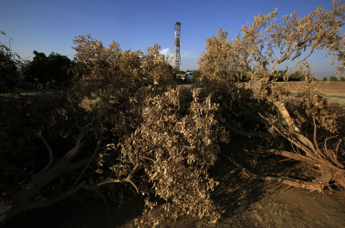 Dead trees stand in a field in Terra Bella, Calif., where a drilling rig bores a well.