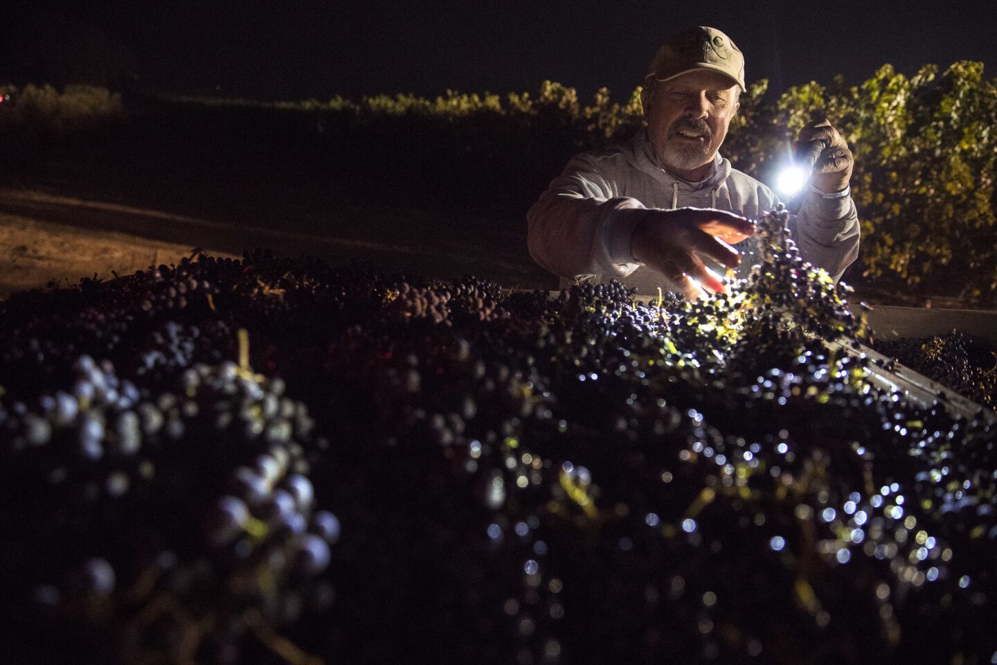 Overnight grape harvesting in Napa Valley
