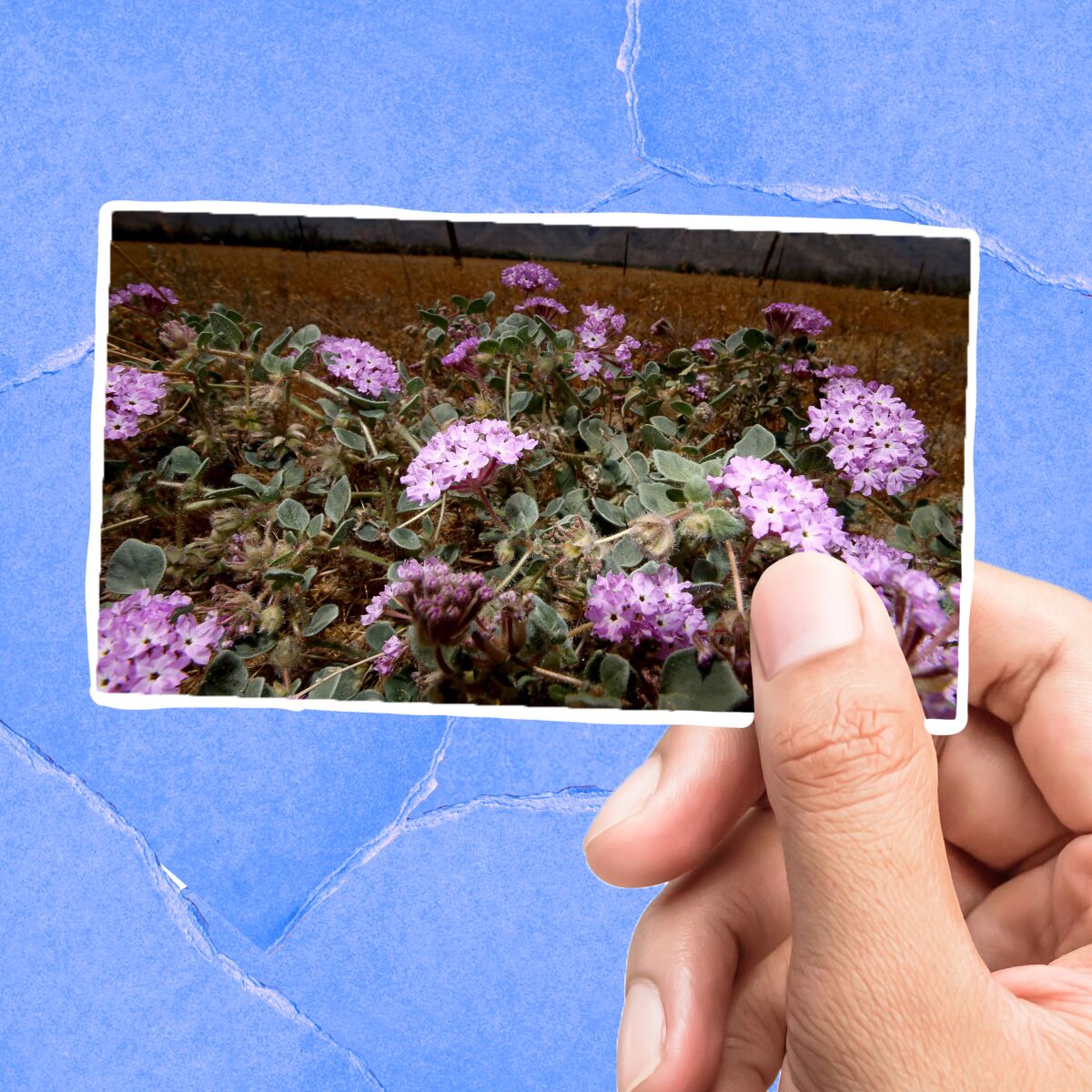 Closeup of a hand holding a library card with a closeup image of small purple flowers on it.