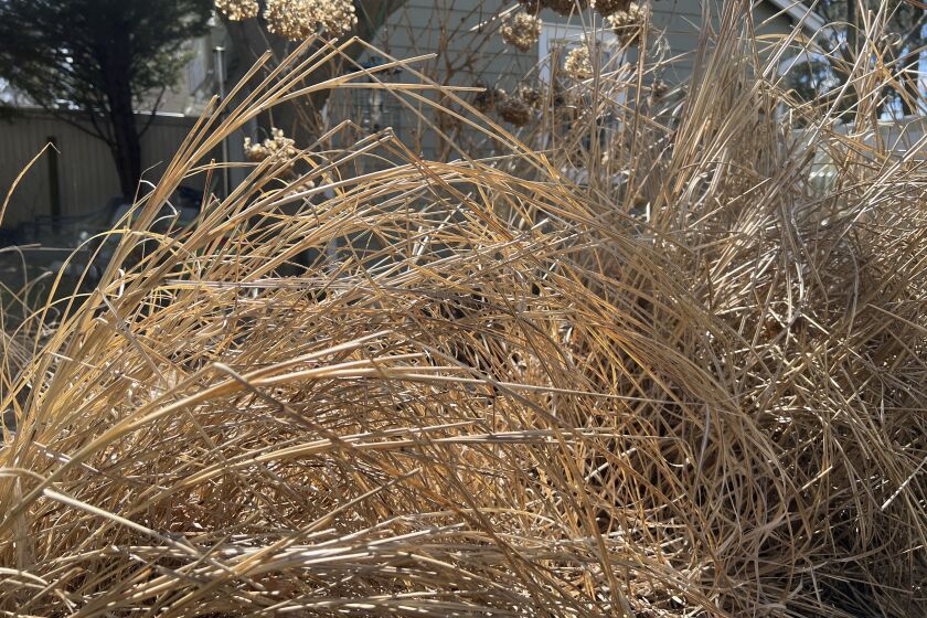 This March 15, 2023, photo provided by Jessica Damiano shows ornamental grasses left standing in her Long Island, N.Y. garden over winter. The dead foliage provides shelter for hibernating pollinators and other insects until they emerge from dormancy and resume their lifecycles in mid to late spring. (Jessica Damiano via AP)