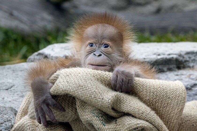 Un orangután macho sano de 2 semanas nació el 4 de enero, y ha sido llamado Kaja