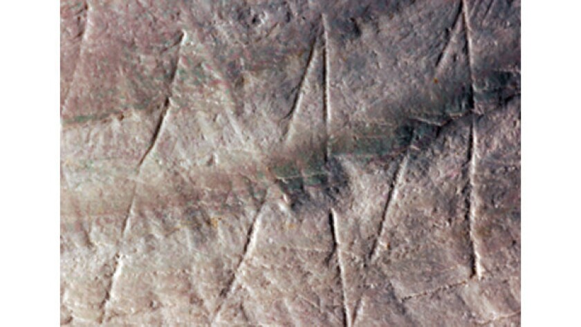 Oldest art ever? Zigzags on a clam shell are more than 400,000 ...