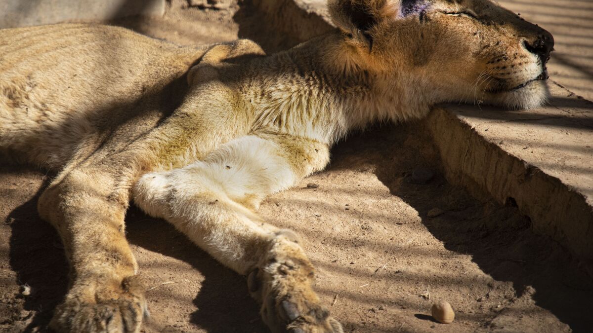 Preocupación global por fotos de leones hambrientos en Sudán - San Diego  Union-Tribune en Español