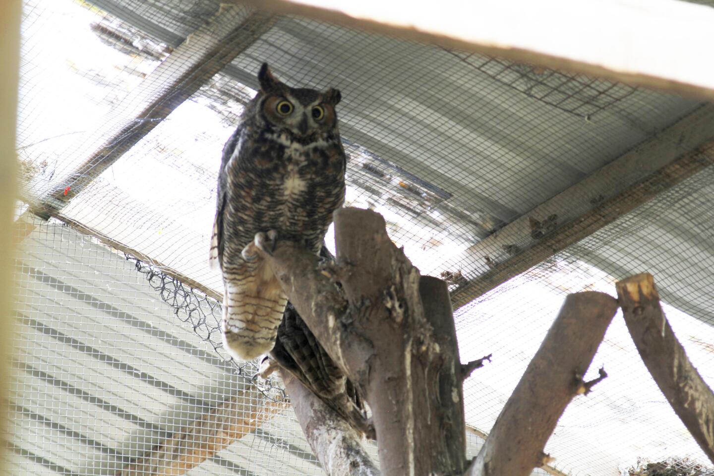A great horned owl at "Hoo" Haven in Durand, Ill.