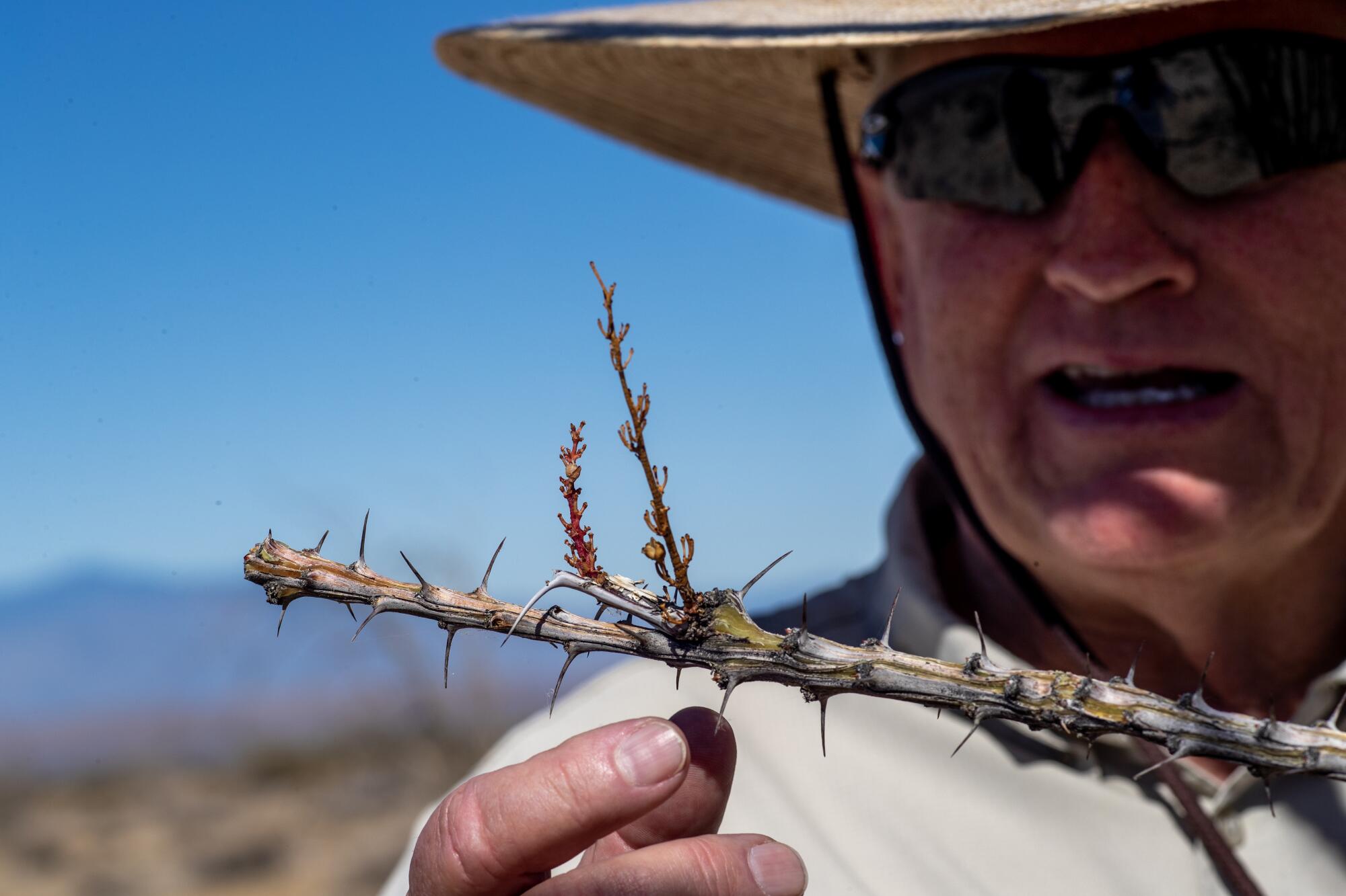 Jim Cornett stares at the new buds on a barely surviving ocotillo.

