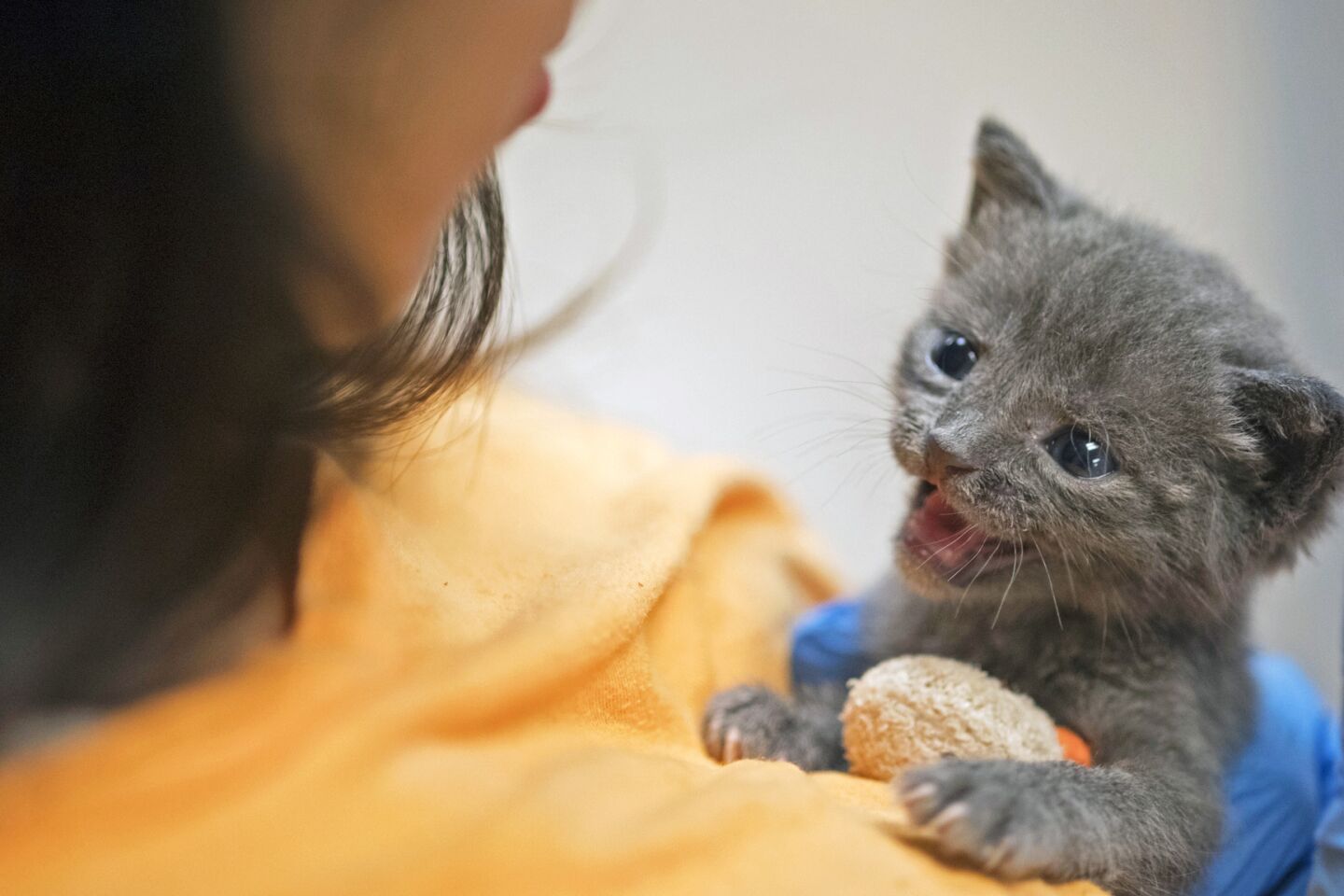 Inside a no-kill kitten nursery