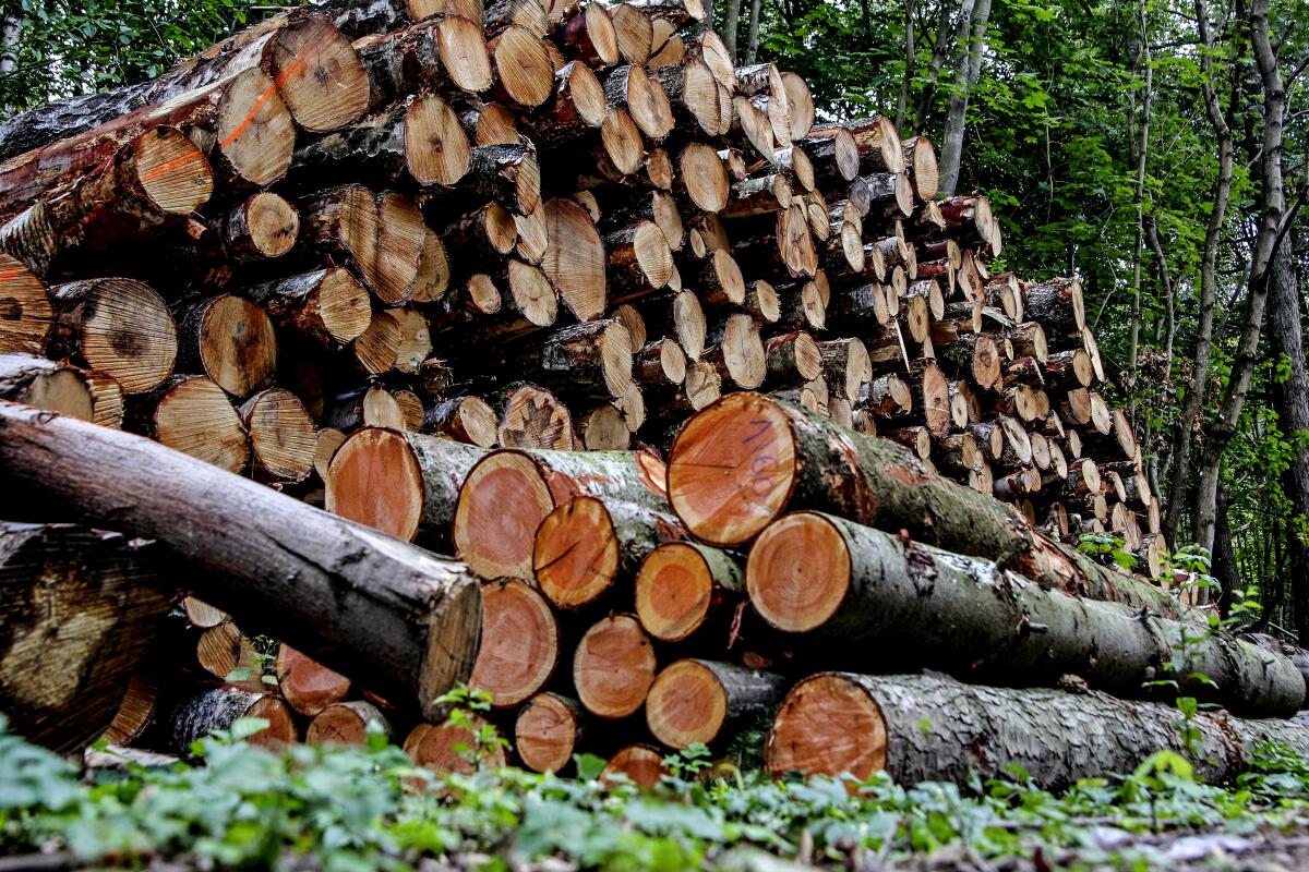 Wood stacked among remains of the forest grubbed under the new road construction are seen in Gdansk, Poland.