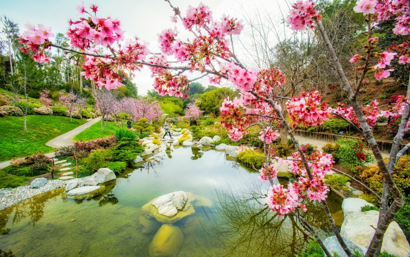 Cherry Blossom Week Comes Into Full Bloom At The Japanese