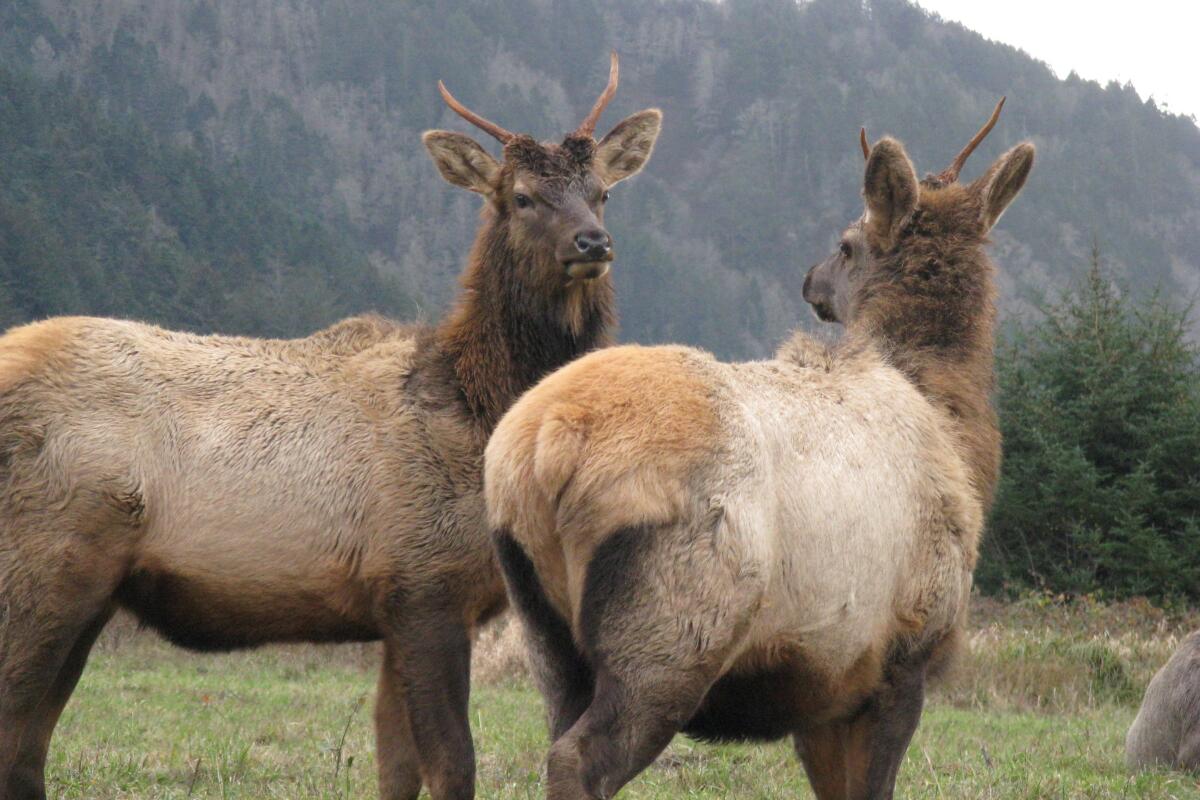 Two Roosevelt elk.