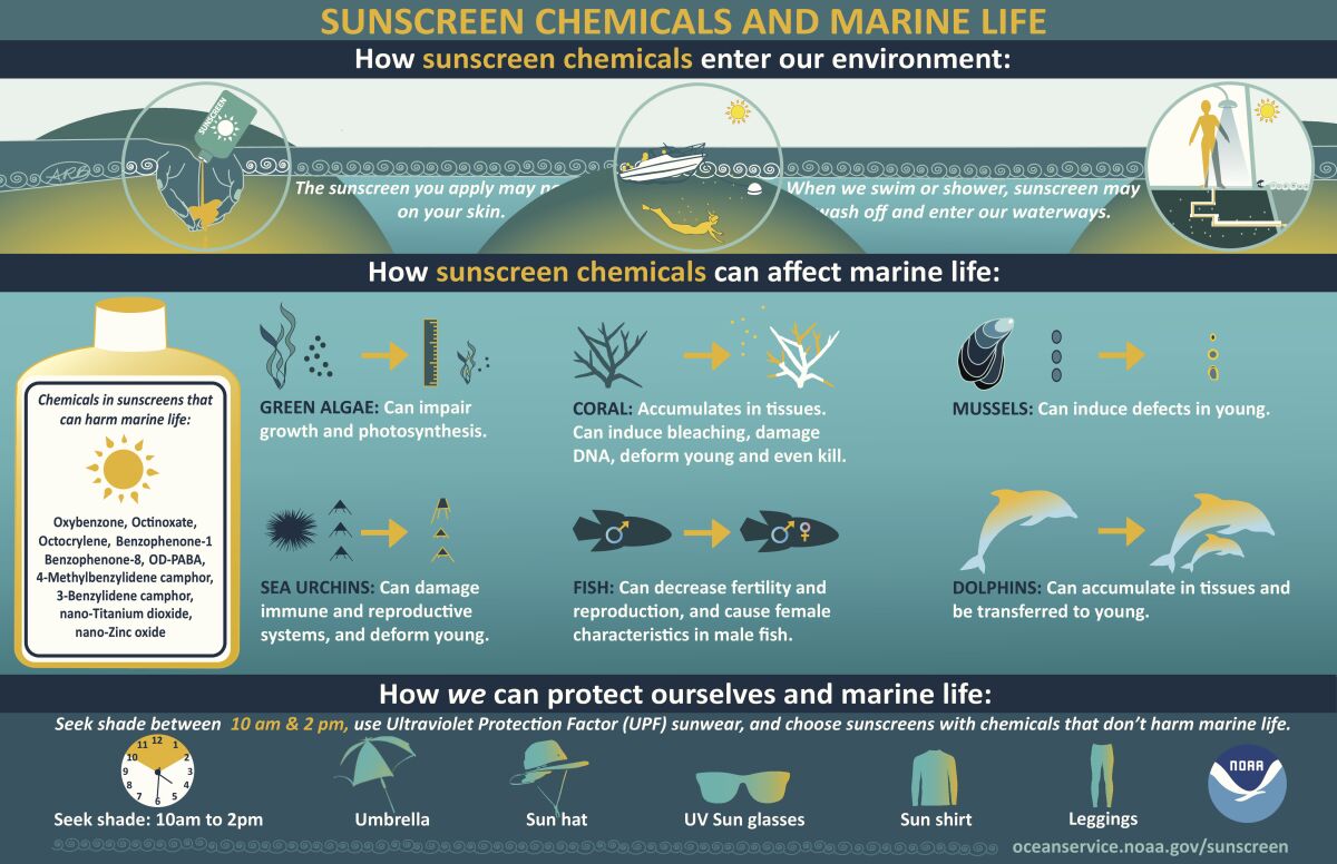 Gráfico de la NOAA de cómo los productos químicos de protección solar pueden dañar la vida marina.