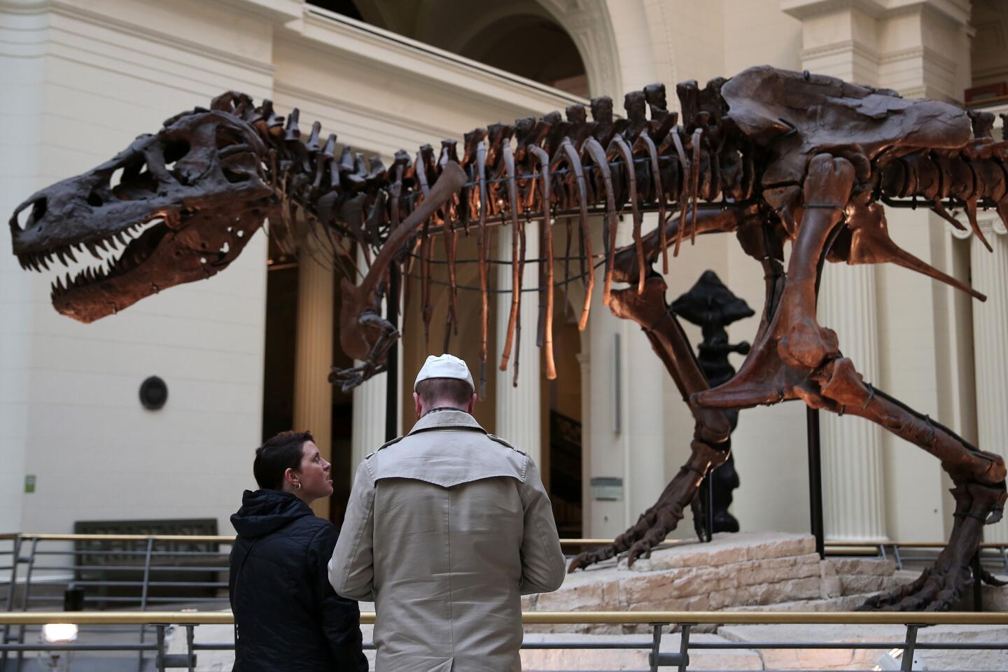 Children ages 6 to 12 can bring their sleeping bags and wander around the museum, participate in workshops, and hear bedtime stories underneath Sue, the T-Rex. Cost is $60 per person. Read more about it here.