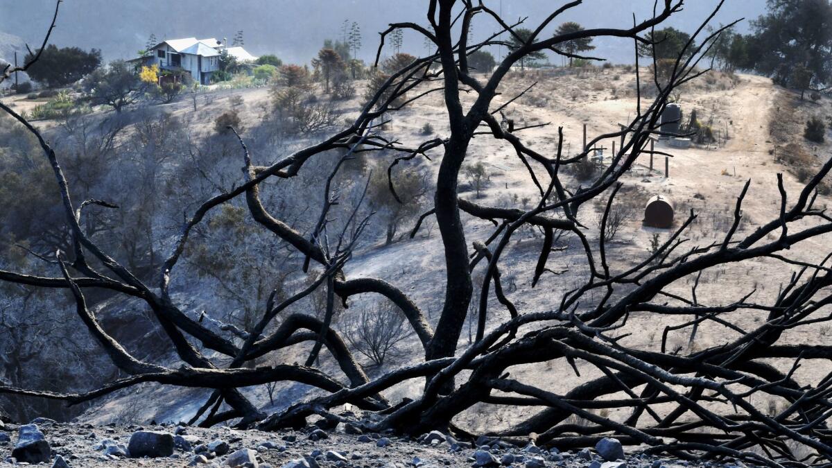 Carpenteria painter John Wullbrandt's and co owner Jean Claude Rivalland ranch house was spared from the surrounding flames of the Thomas Fire in Upper Rincon Canyon last week.