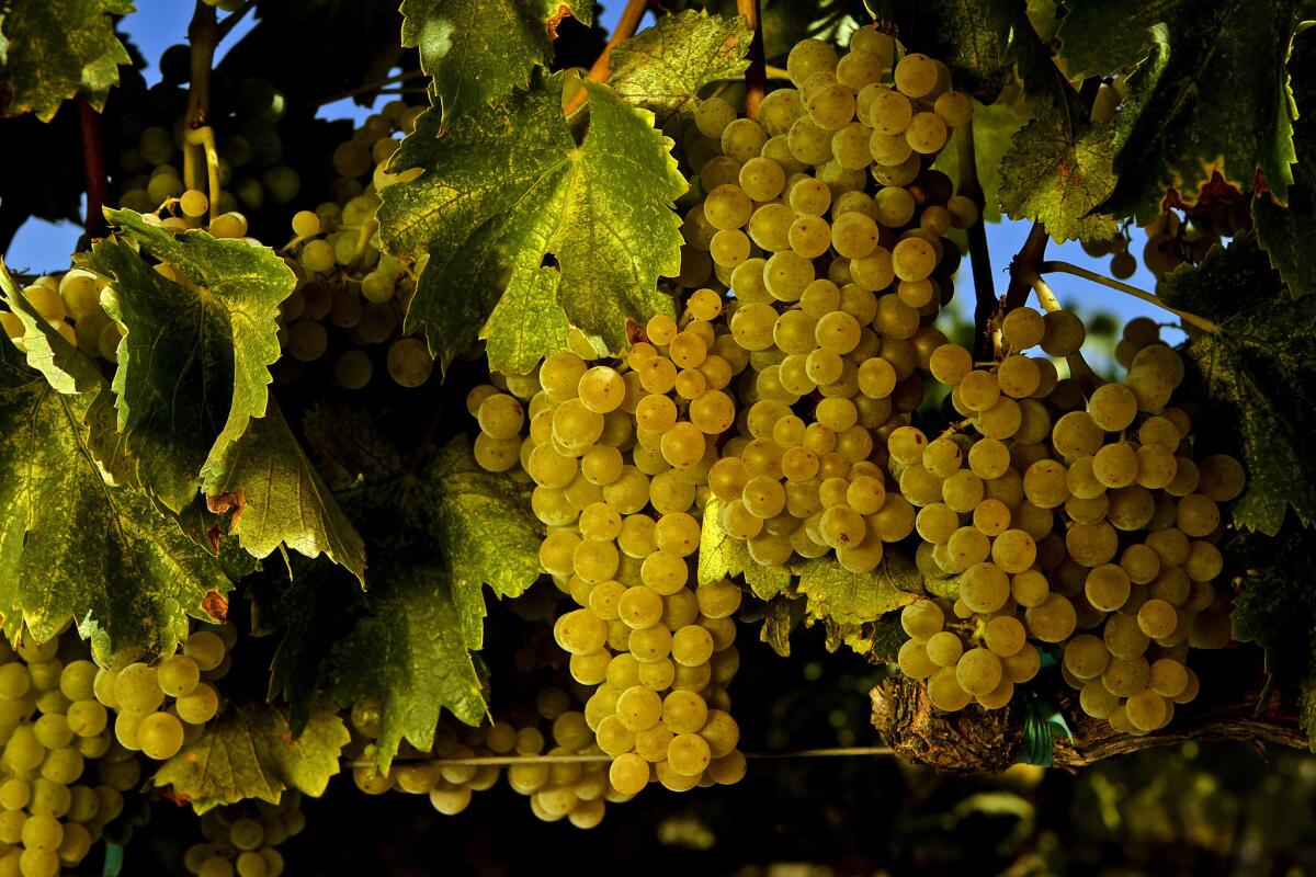Grenache blanc grapes at Tablas Creek Vineyard in Paso Robles in 2010.