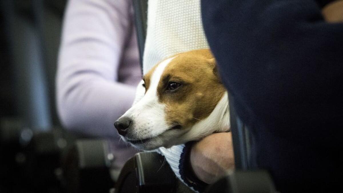 Un perro es visto en el regazo de su dueño en un avión en Chiba, Japón.