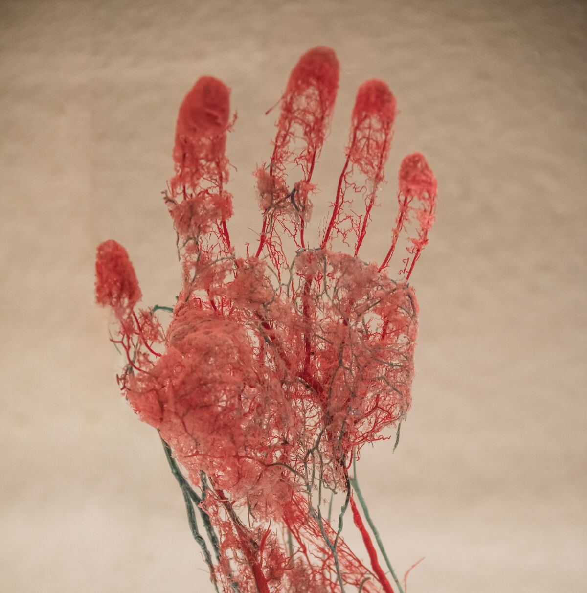 Blood Vessels of human hand