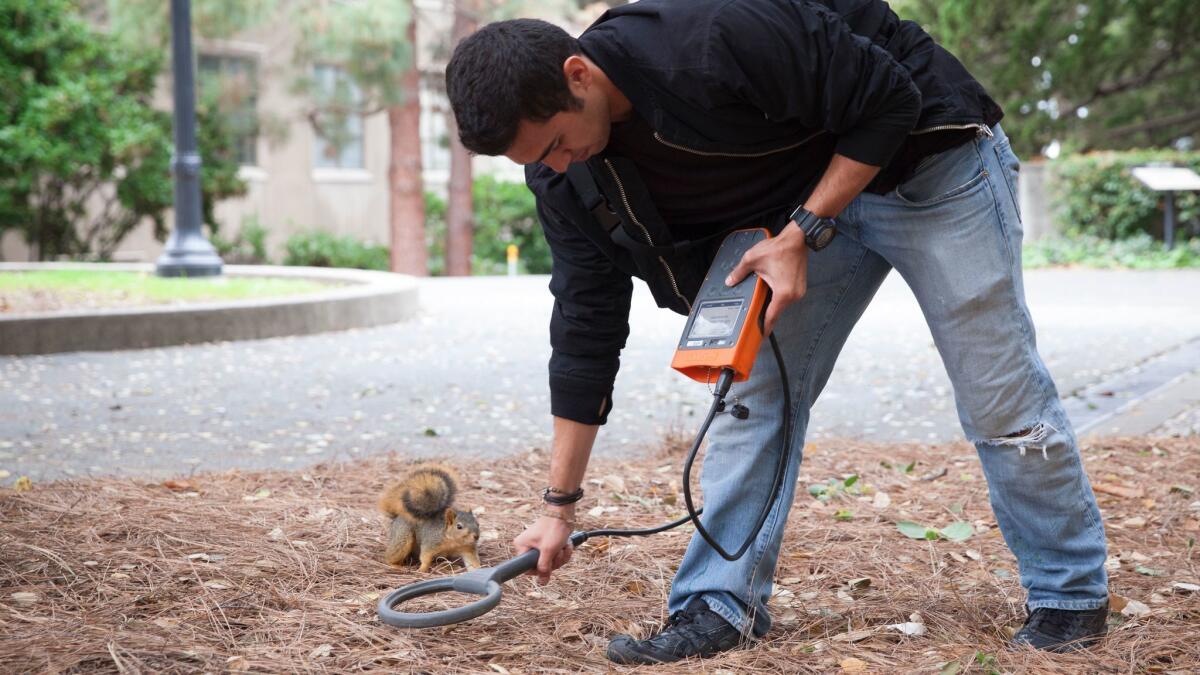 Aryan Sharif, a senior studying ecology at UC Berkeley, uses a device to locate microchipped hazelnuts buried by squirrels.
