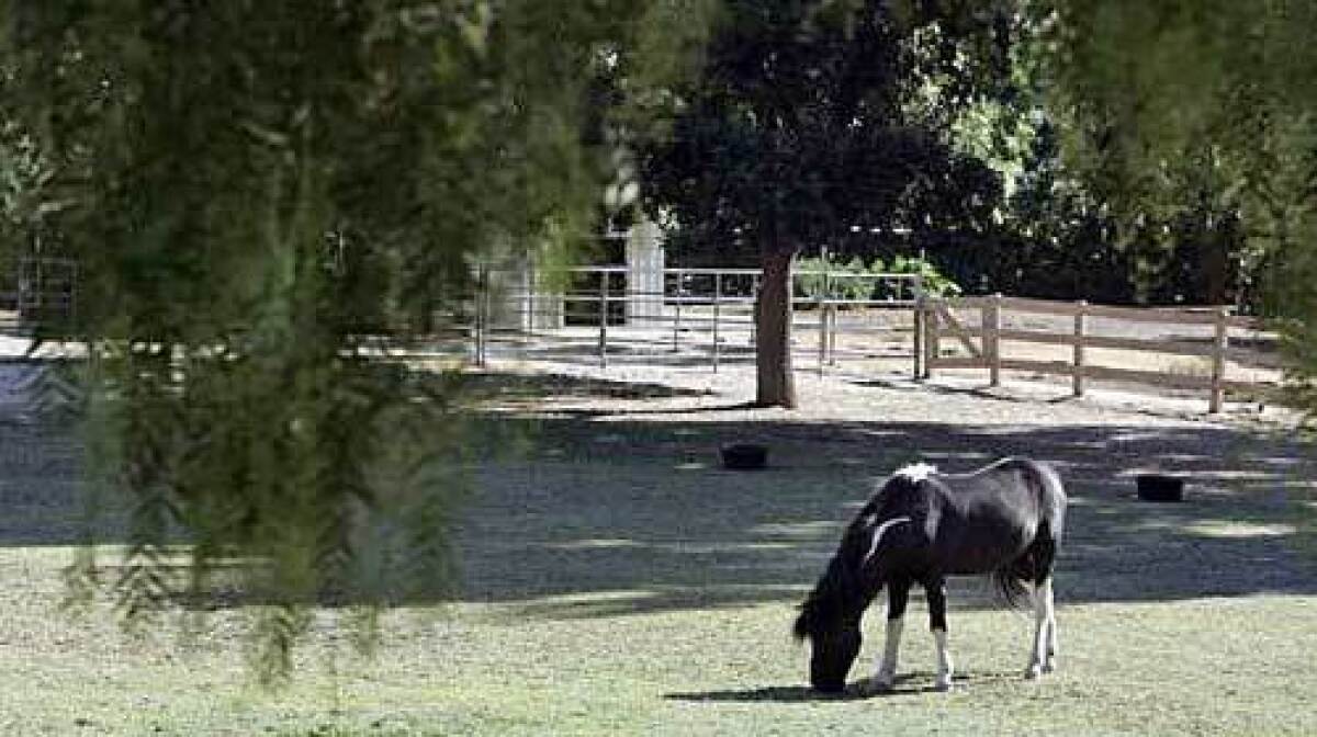 In keeping with the neighborhood's rural roots, plenty of Conejo Oaks residents keep horses. Wild rabbits are also a common sight.