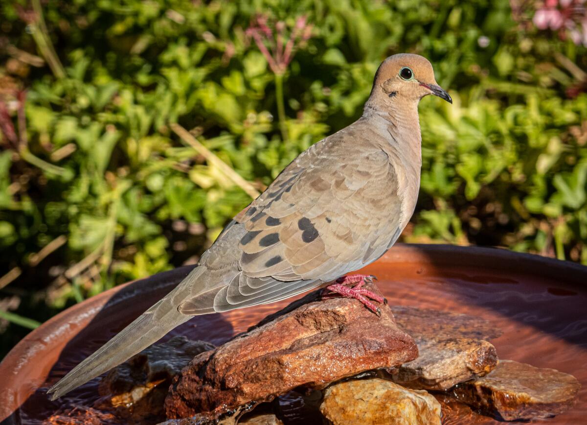 Mourning dove populations are declining in many states, including California.